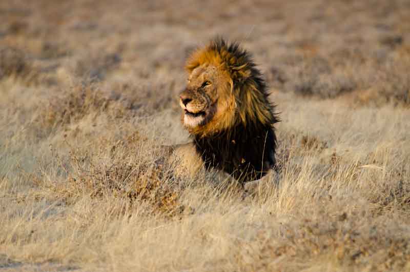 108 - Namibia - leones comiendo - parque nacional de Etosha